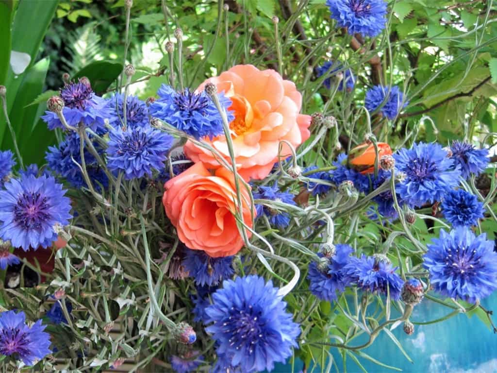 cornflowers and rose splash of colour