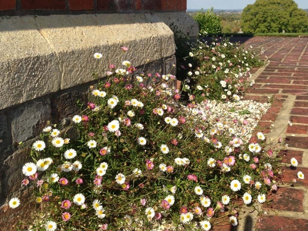 Erigeron karvinskianus