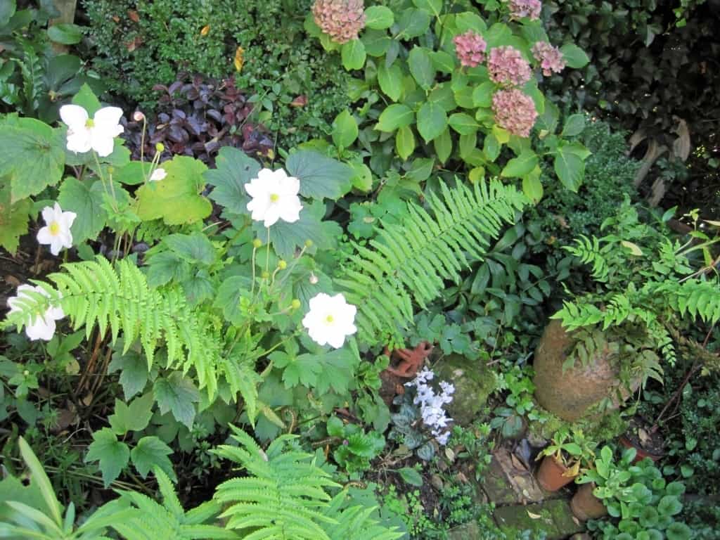 foliage contrasts low maintenance