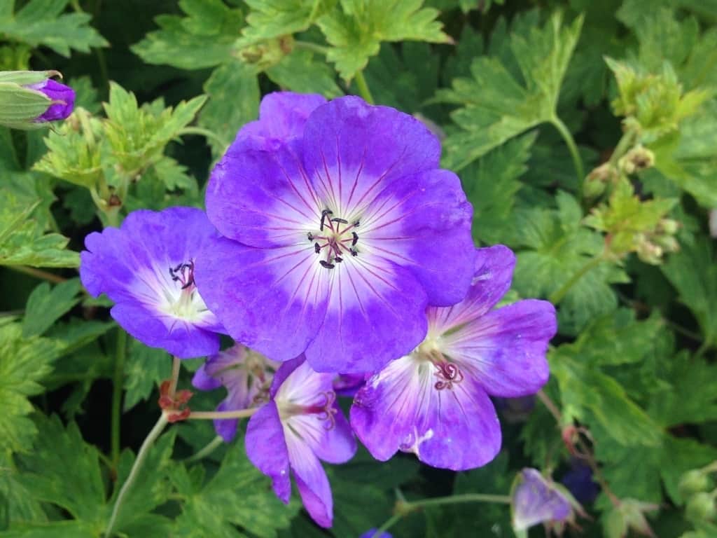 Geranium 'Rozanne'