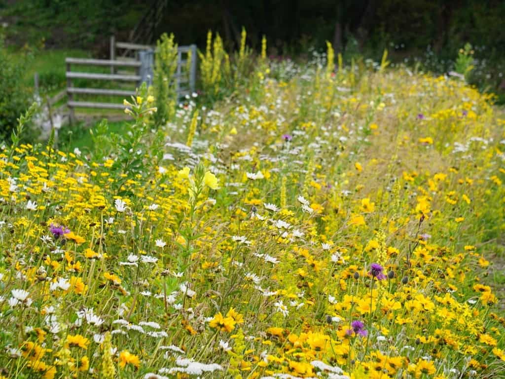 meadow planting