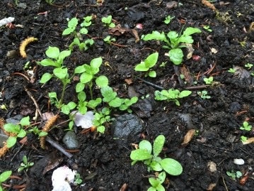 low maintenance garden ideas