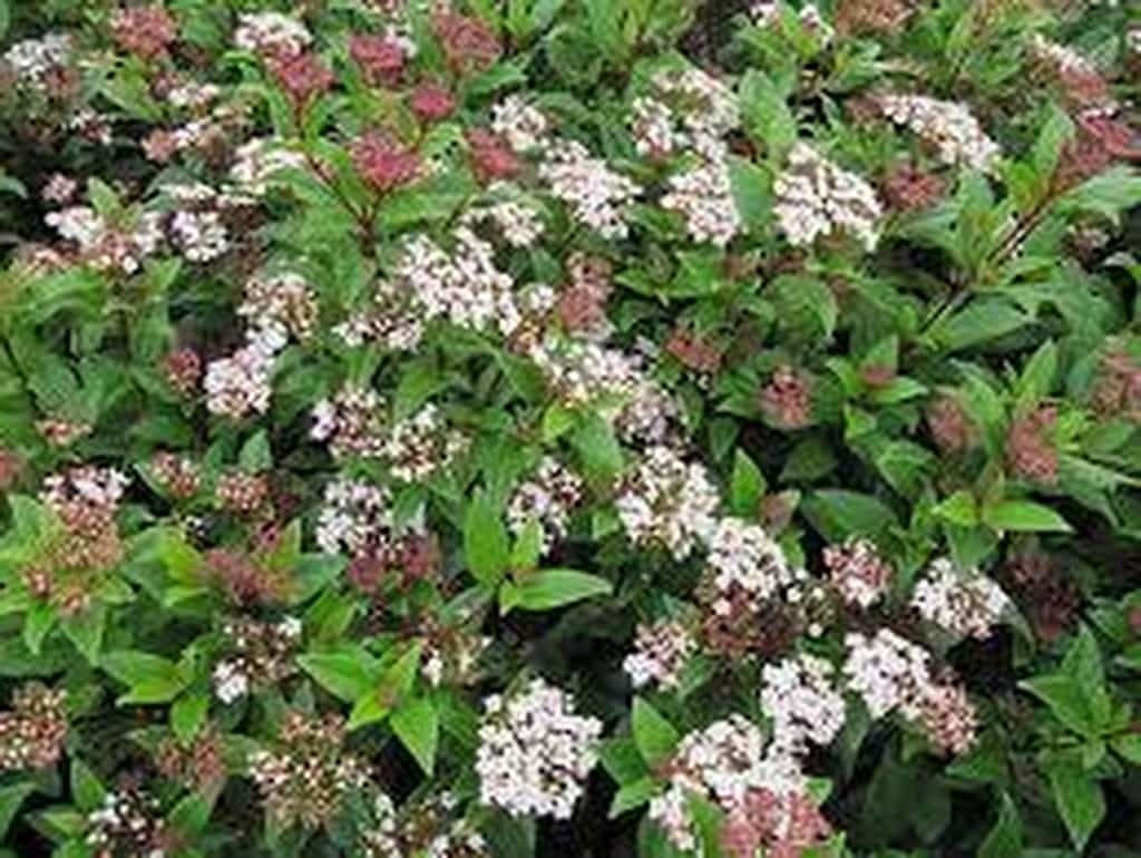 Viburnum tinus