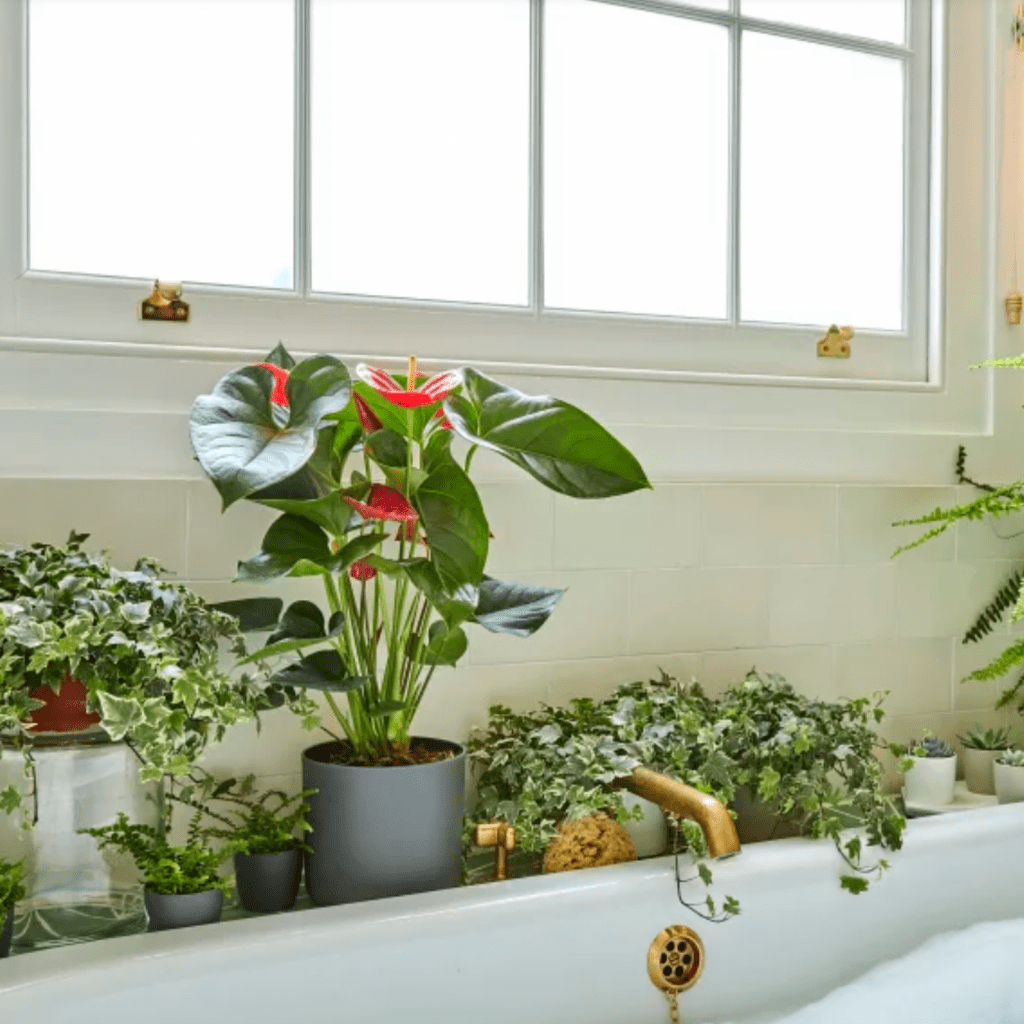 Bathroom plants